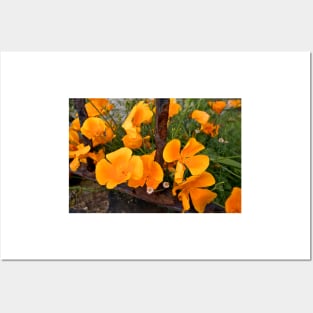 California Poppies behind bars Posters and Art